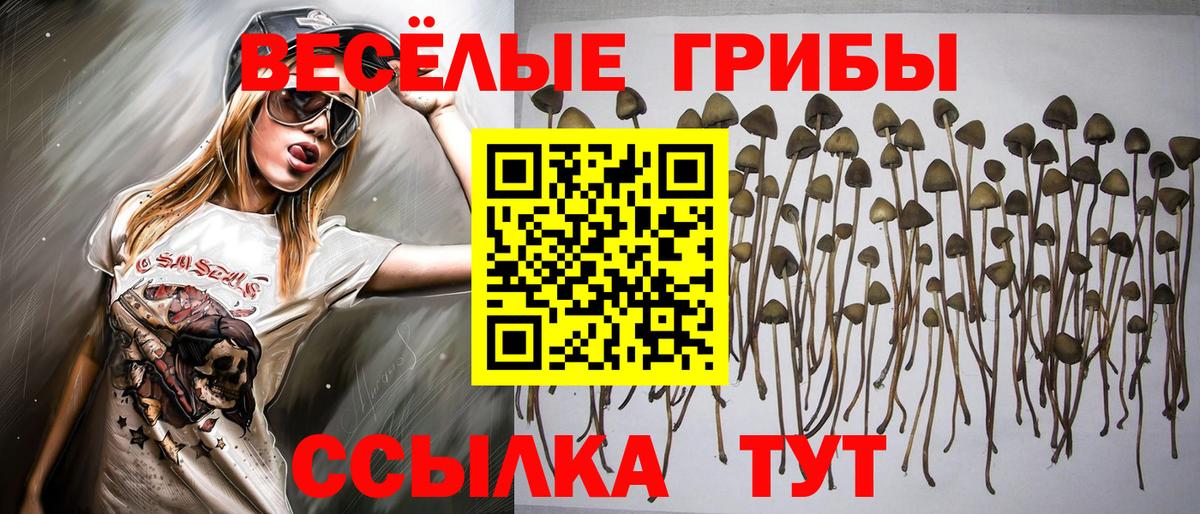 как найти закладки  Псилоцибиновые грибы GOLDEN TEACHER  Новодвинск  Вход с VPN  Галлюциногенные грибы GOLDEN TEACHER 